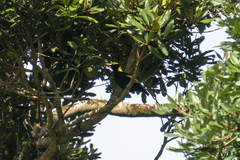 Sericulus chrysocephalus