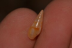 Mitrella lincolnensis