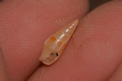 Mitrella lincolnensis