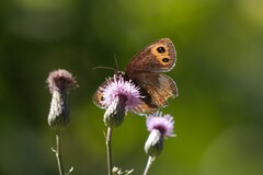 Erebia