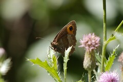 Erebia