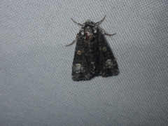Craniophora ligustri