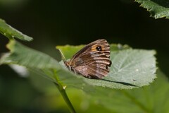 Erebia