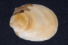 Ostrea chilensis