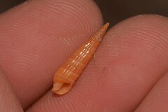 Duplicaria crakei