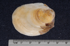 Ostrea chilensis