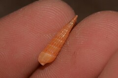 Duplicaria crakei
