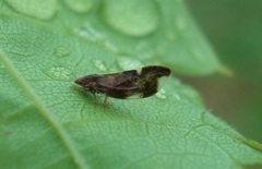 Trichochermes walkeri