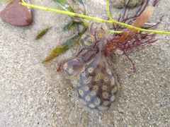 Botrylloides perspicuus