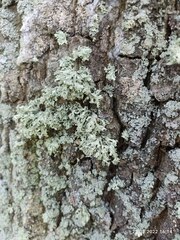 Lecanoromycetidae