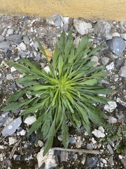 Erigeron canadensis
