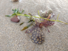 Botrylloides perspicuus