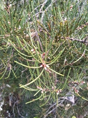 Hakea