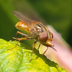 Rhingia campestris