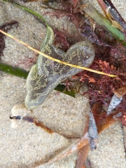 Botrylloides perspicuus