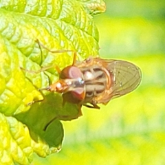 Rhingia campestris