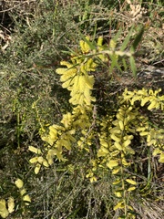 Acacia oxycedrus