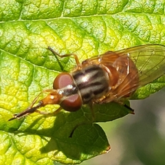 Rhingia campestris