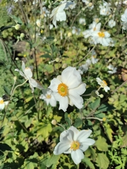 Anemoneae