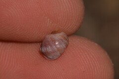 Echinolittorina australis