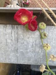 Alcea rosea