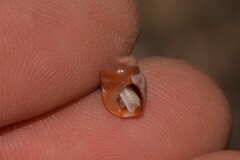 Echinolittorina australis