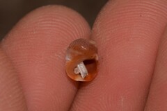 Echinolittorina australis