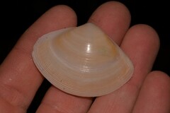 Austromactra rufescens