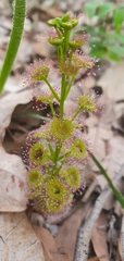 Drosera porrecta