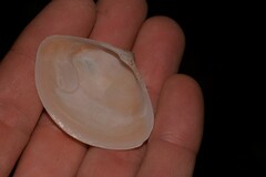 Austromactra rufescens