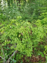 Euonymus verrucosus