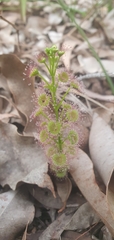 Drosera porrecta