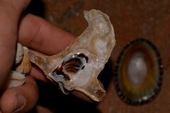 Malleus meridianus
