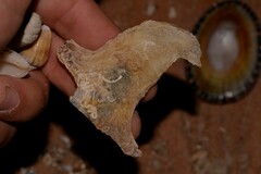 Malleus meridianus
