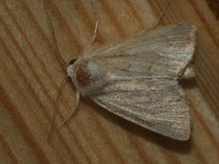 Photedes fluxa