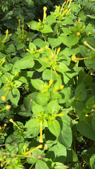Mirabilis jalapa