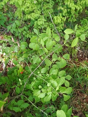 Euonymus verrucosus