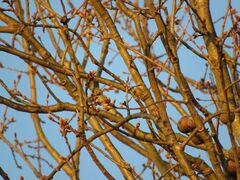 Andricus quercustozae