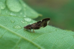 Trichochermes walkeri