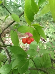 Euonymus verrucosus