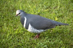 Leucosarcia melanoleuca