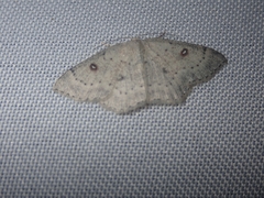 Cyclophora albipunctata