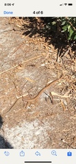 Pygopus lepidopodus