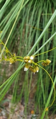 Drosera pallida