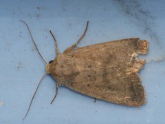 Caradrina wullschlegeli