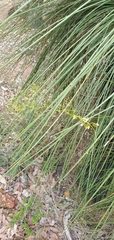 Drosera pallida
