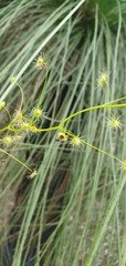 Drosera pallida