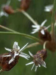 Fimbristylis