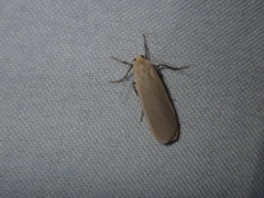 Eilema depressa