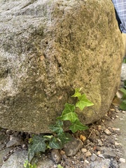 Hedera